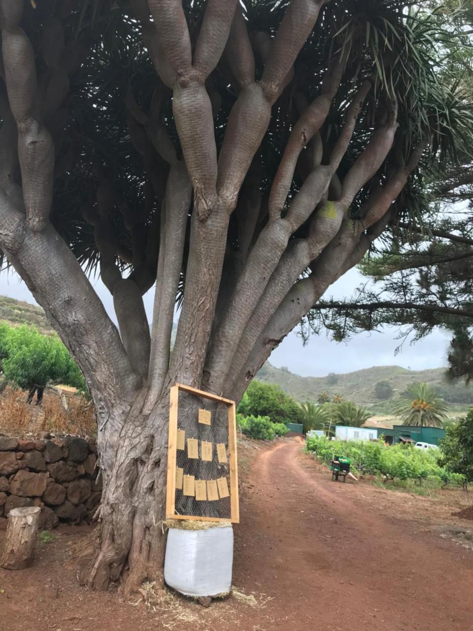 Finca El Vergel Rural Tegueste Екстериор снимка