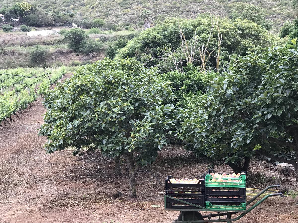 Finca El Vergel Rural Tegueste Екстериор снимка